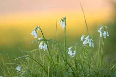  Spring sunrise
